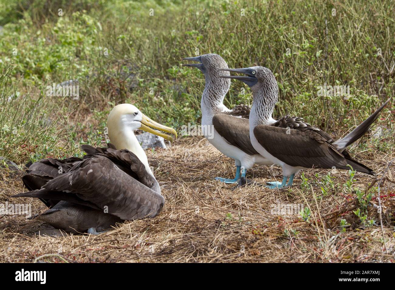 Blue-footed Boobies and Wave Albatross Stock Photo
