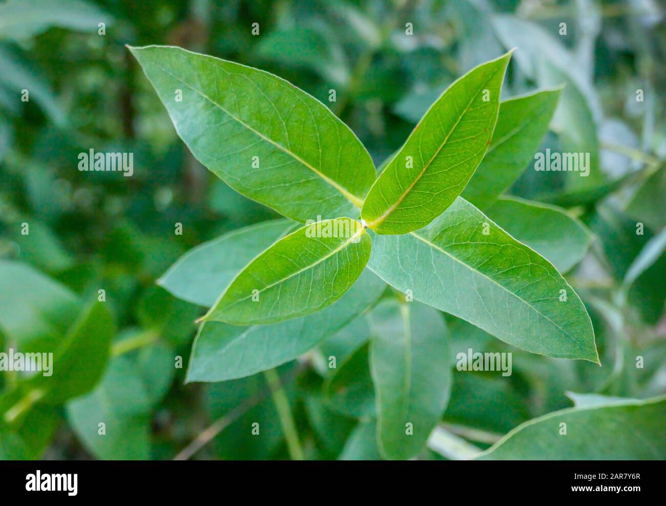 eucalyptus tree leaves close up views outdoors and daylight Stock Photo