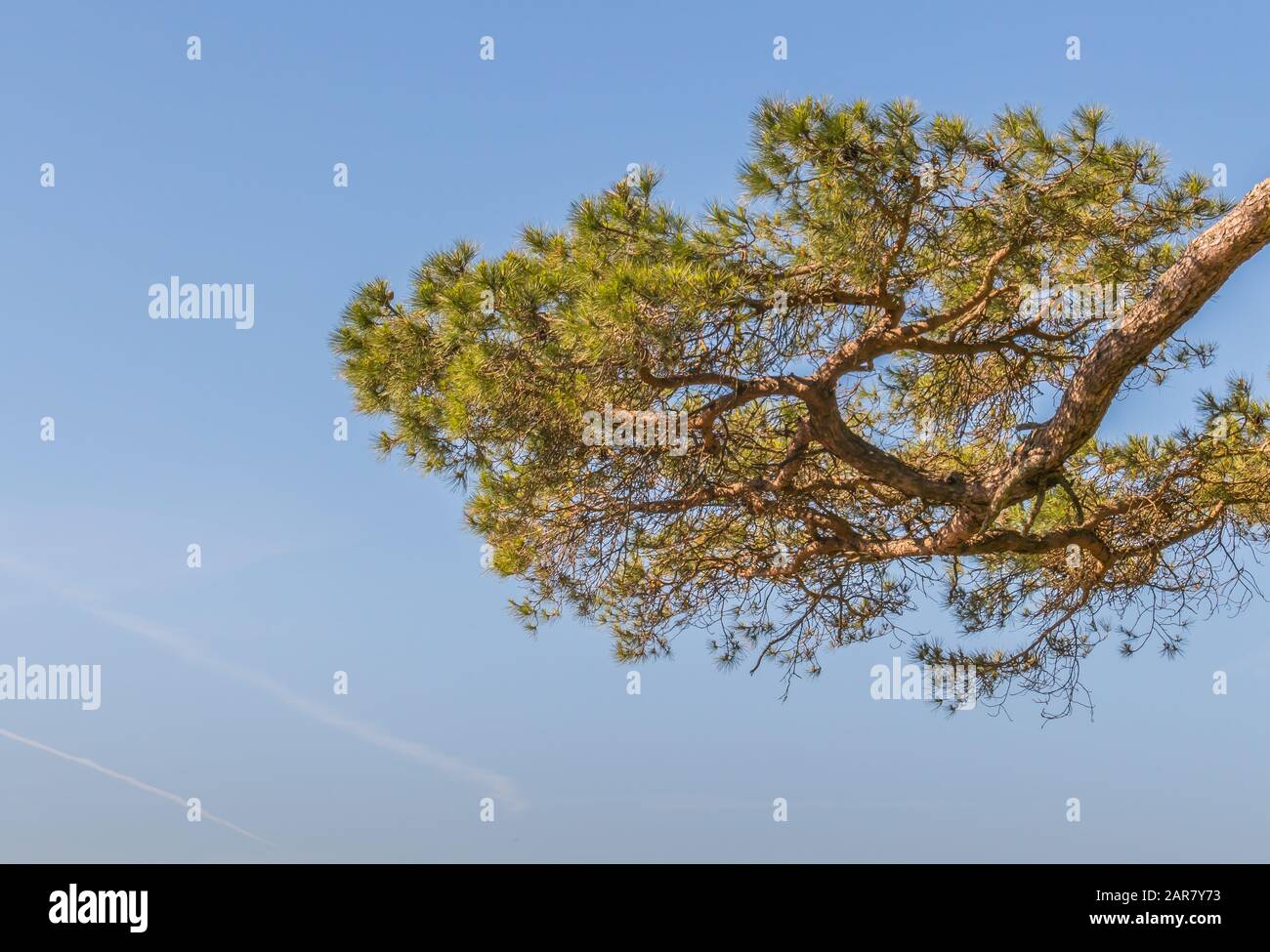 pine branch outdoors over blue sky background pinus Stock Photo