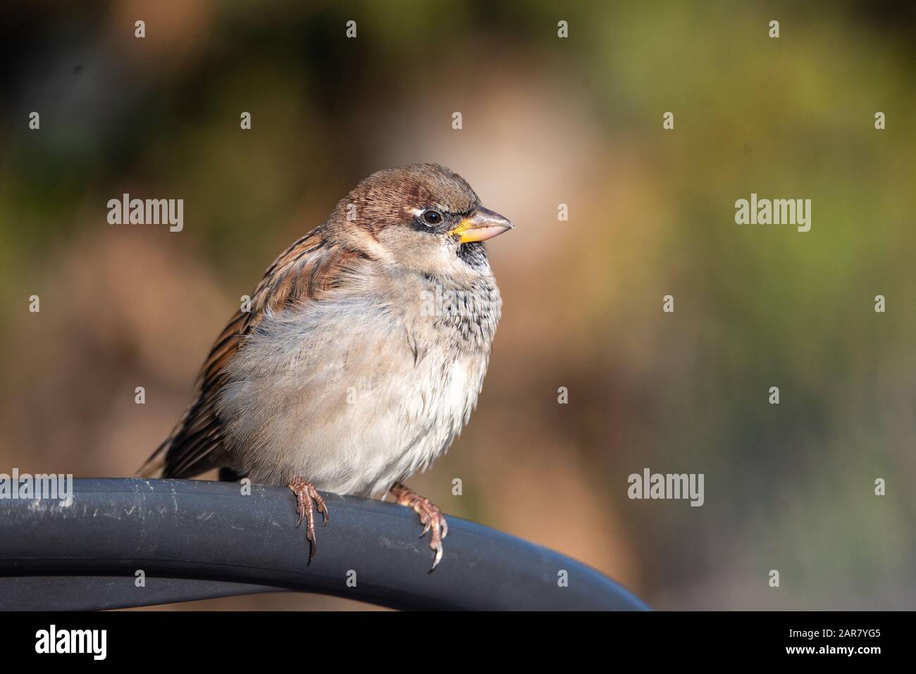 House Sparrow Passer Domesticus On A Chair Metal City Urban Small Bird House Sparrow Passer Domesticus On A Chair Metal City Urban Small Bird