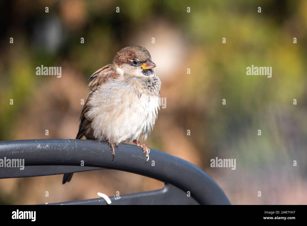 House Sparrow Passer Domesticus On A Chair Metal City Urban Small Bird House Sparrow Passer Domesticus On A Chair Metal City Urban Small Bird