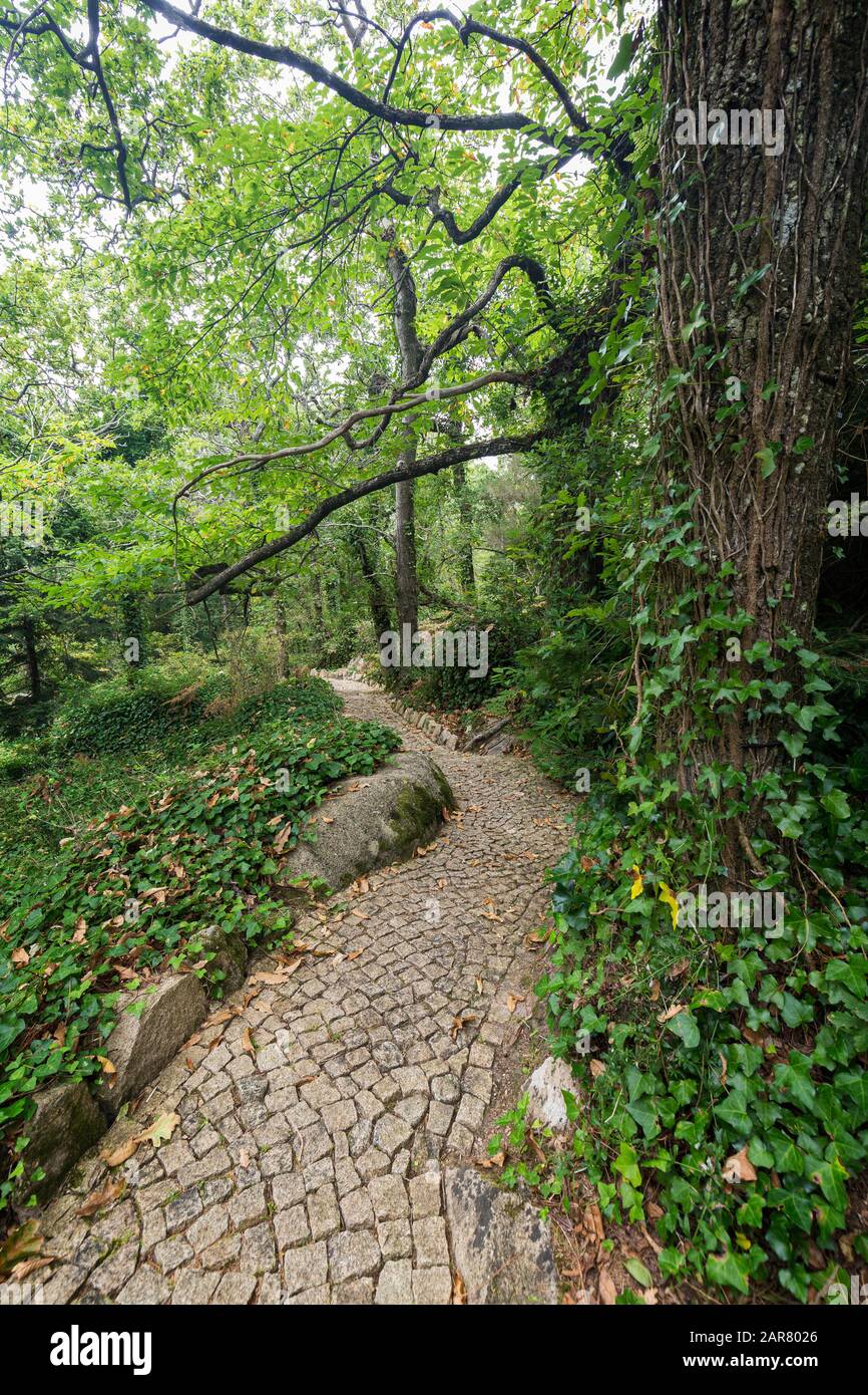 Empty footpath trees in park forest hi-res stock photography and images ...
