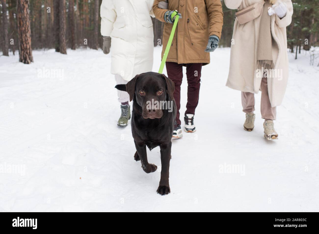 Young black retriever on leash walking on snow with his owner and two girls Stock Photo
