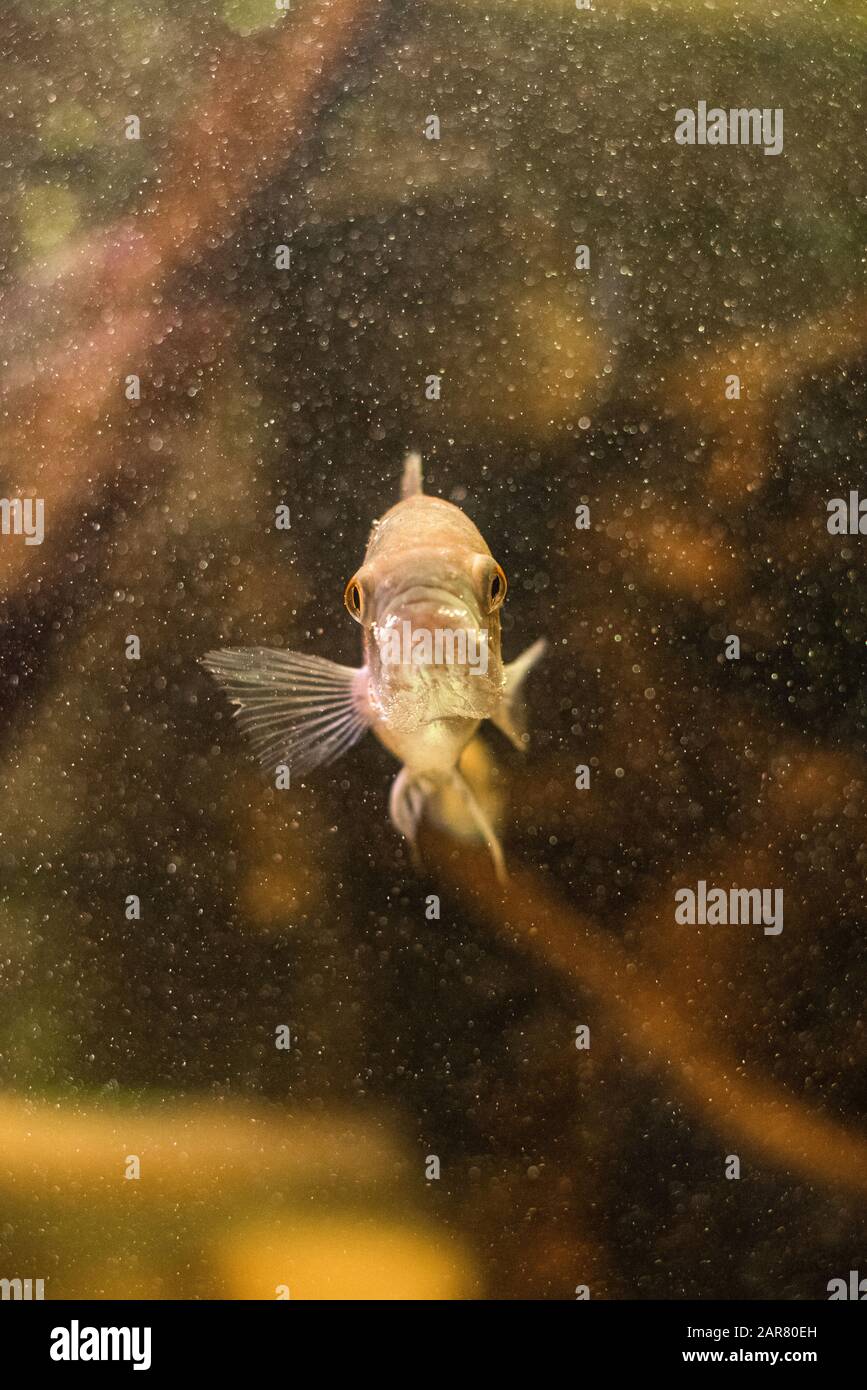 White Giant gourami fish Osphronemus goramy swimming in aquarium tank bubbles focus eyes central view natural habitat underwater Stock Photo