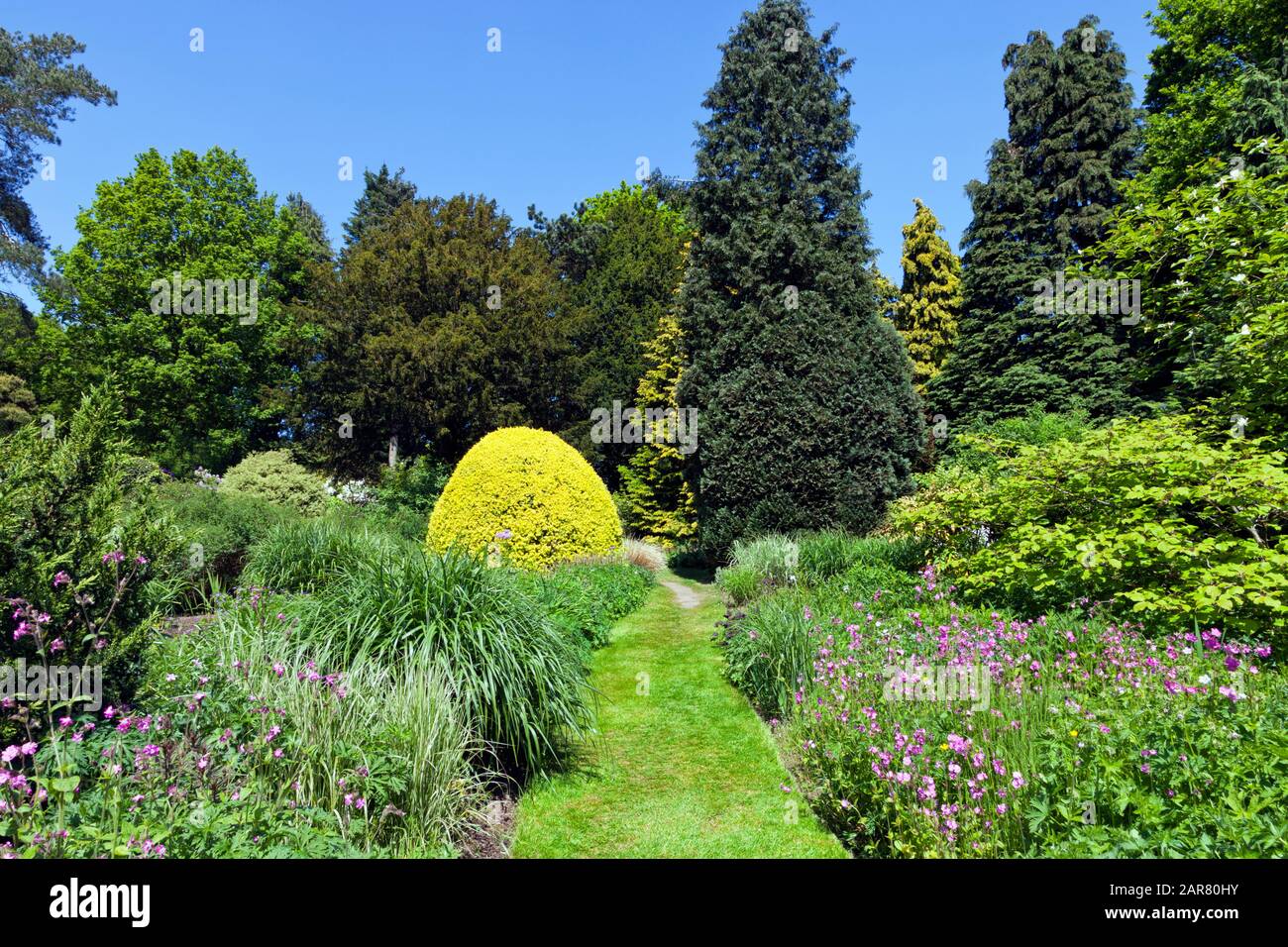 Grass winding path through pink flowers, ornamental plants, conifer and leafy trees in a charming English garden . Stock Photo
