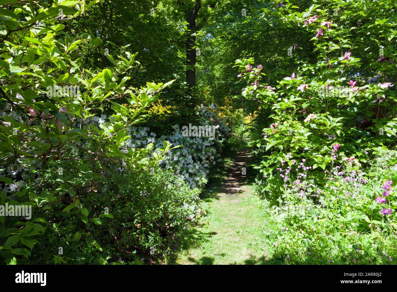 Hidden path passing flowering white rhododendron , magnolia, wildflowers under canopy of leafy trees, in a spring park in an English rural countryside Stock Photo