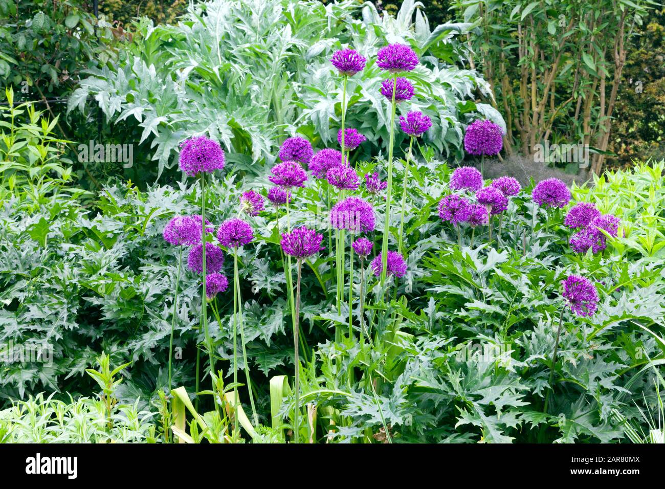 Purple allium flowers in bloom with global artichoke silver leaves and other green leafy plants in the background, in an English country garden . Stock Photo