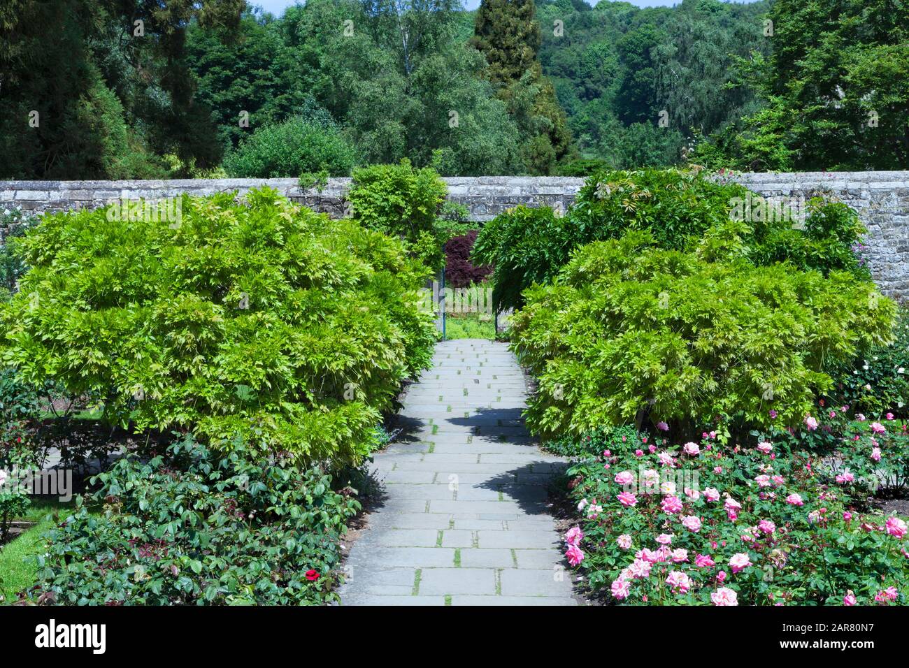 Garden path between pink flowering roses and green shrubs towards stone wall by the woodlands, in an English countryside . Stock Photo