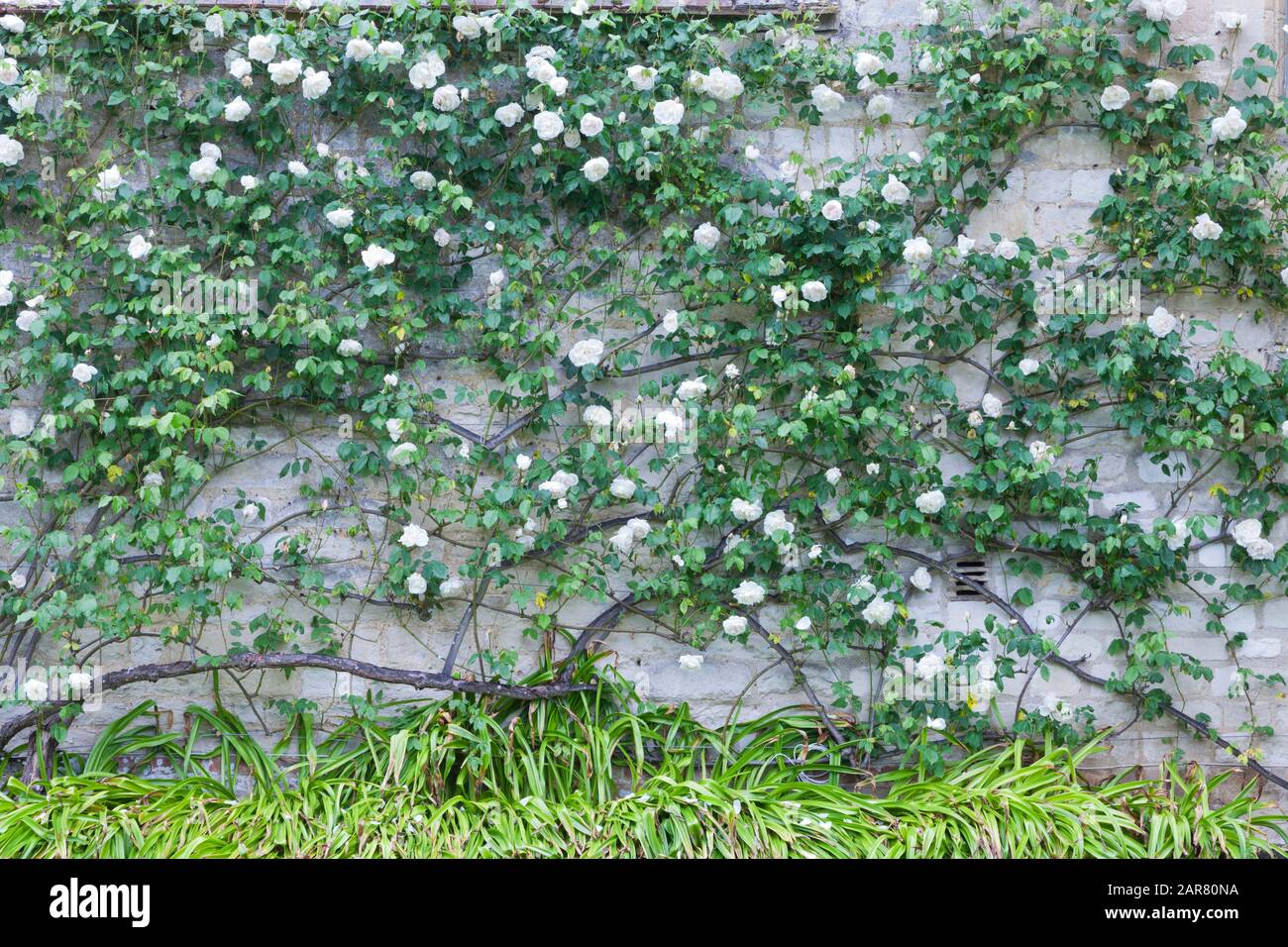 White flowering roses climbing stone wall in an English summer garden. Stock Photo