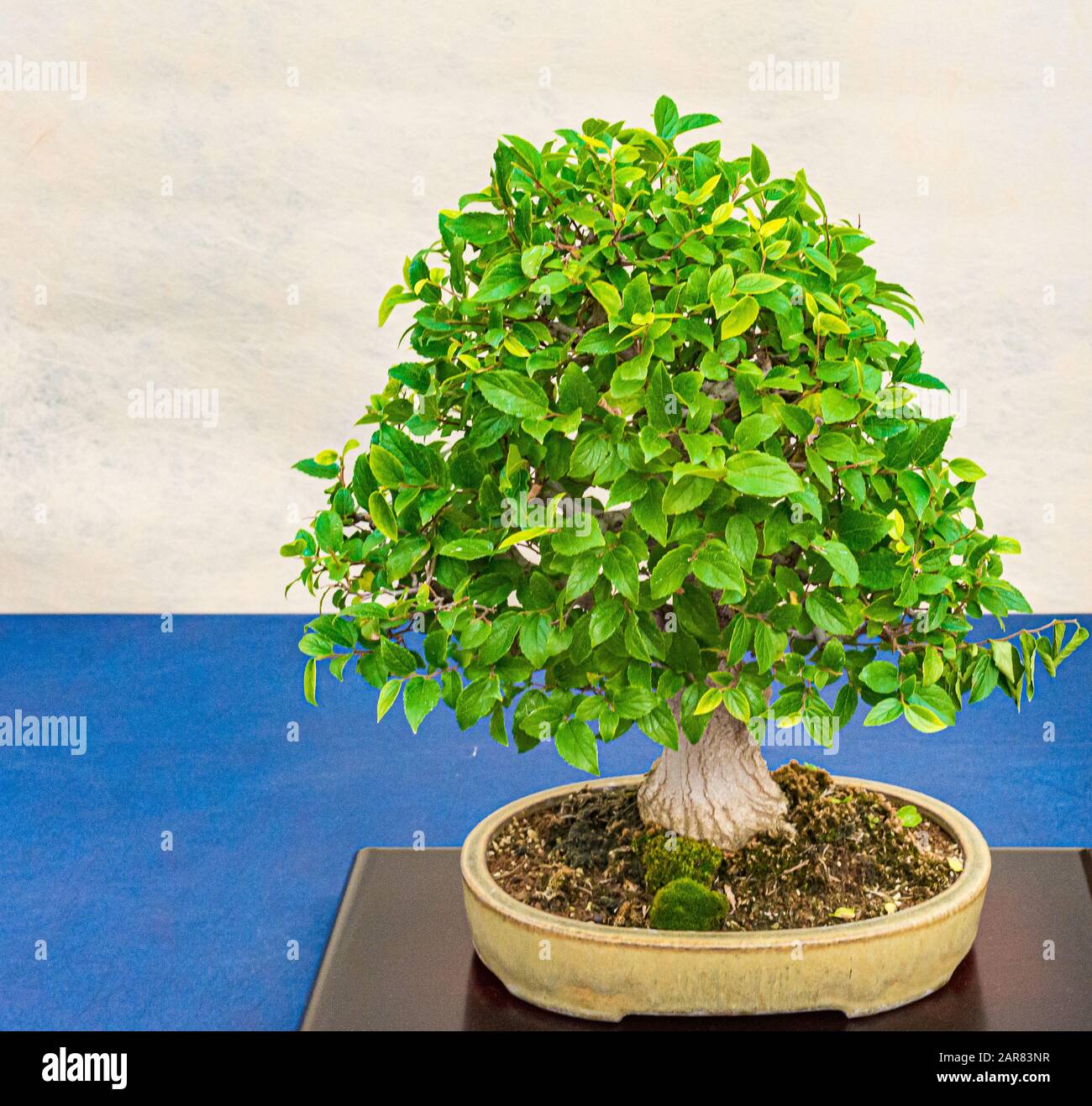 A small bonsai tree in a ceramic pot Stock Photo Alamy