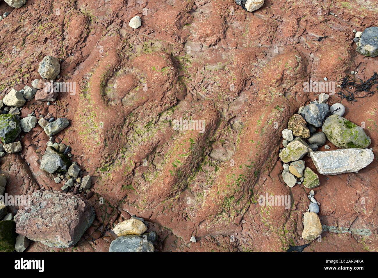 Ripple marks in stone on shore, Penarth, Cardiff, Wales, UK Stock Photo