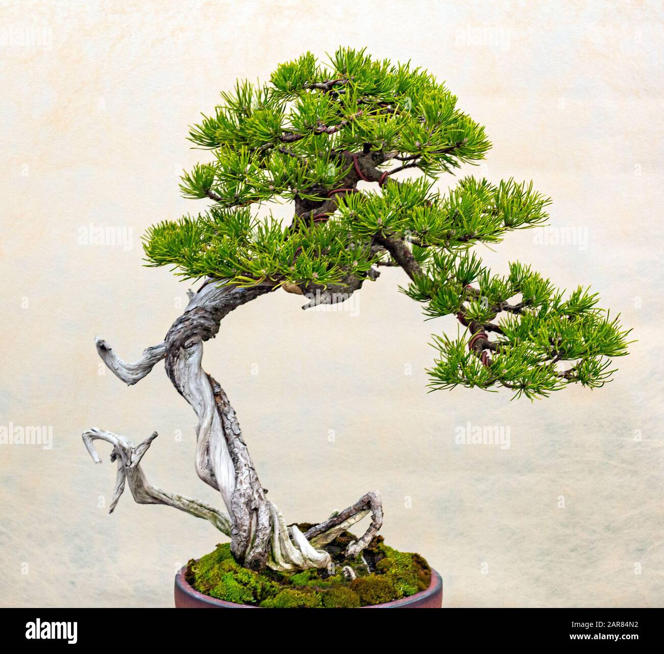 A small bonsai tree in a ceramic pot. Bonsai Pinus ponderosa (Ponderosa Pine  Stock Photo - Alamy