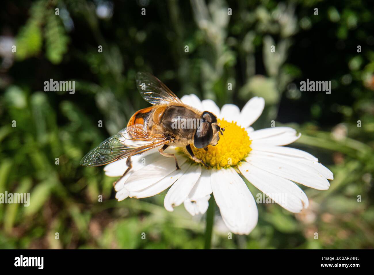 fly on a beautiful flower with nature background, super macro photography of an insect on flower Stock Photo