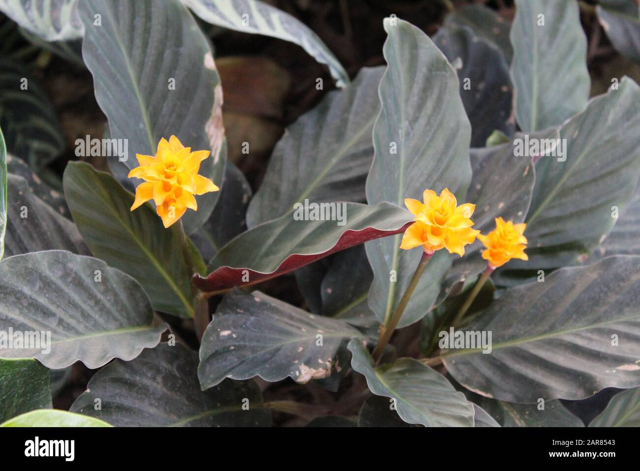 Close up of small yellow flowers against dark leaves Stock Photo