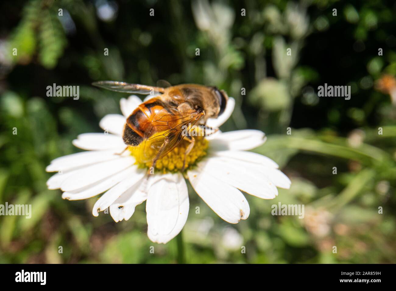 fly on a beautiful flower with nature background, super macro photography of an insect on flower Stock Photo