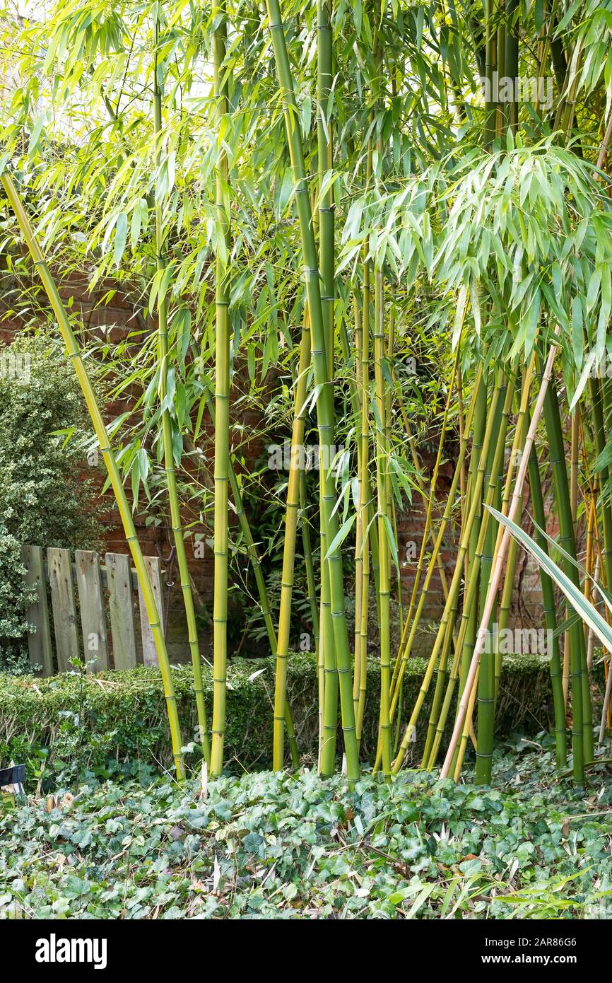 Thick bamboo stems in a tropical garden Stock Photo Alamy