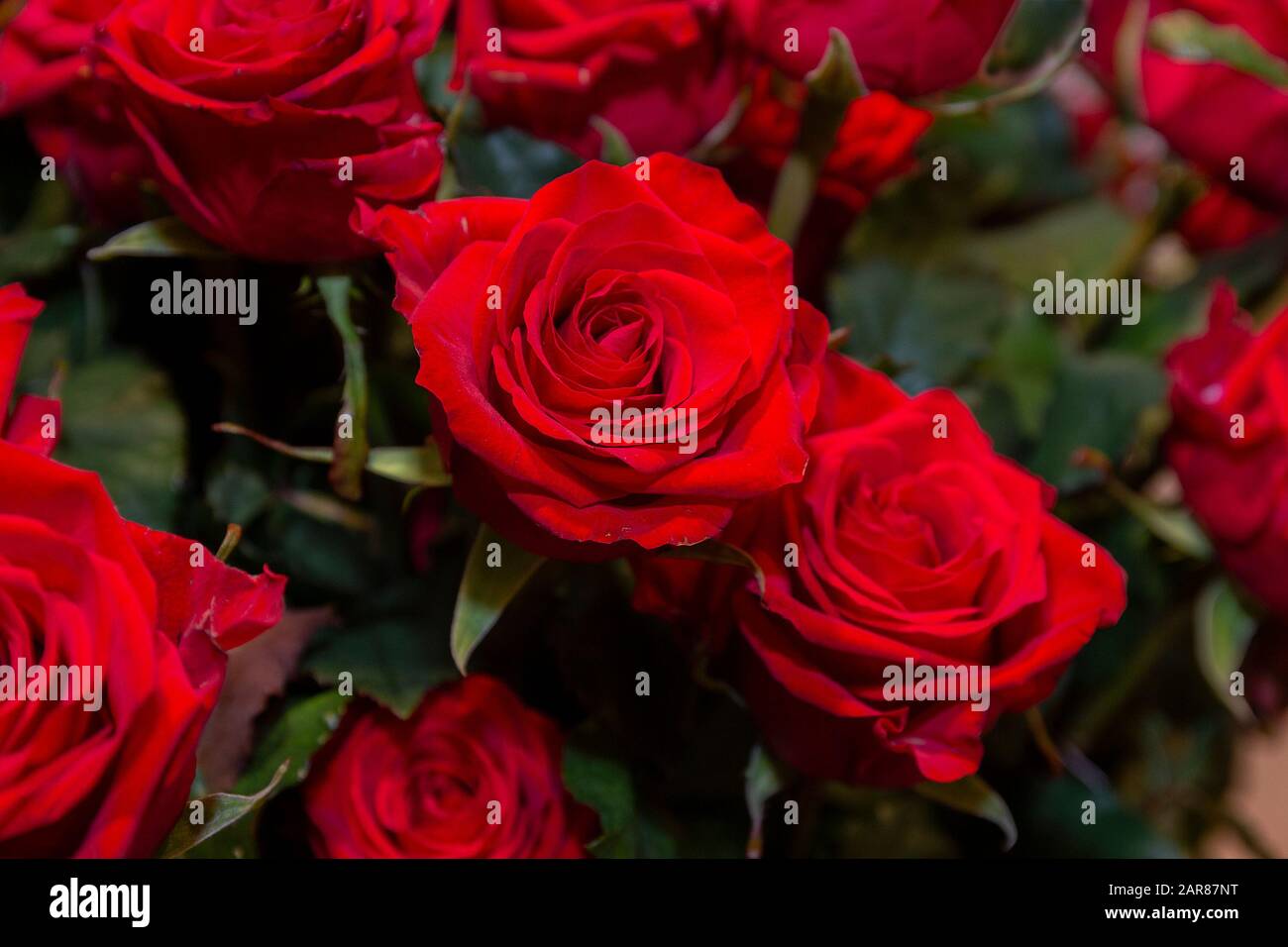 Roses in a bouquet hi-res stock photography and images - Alamy