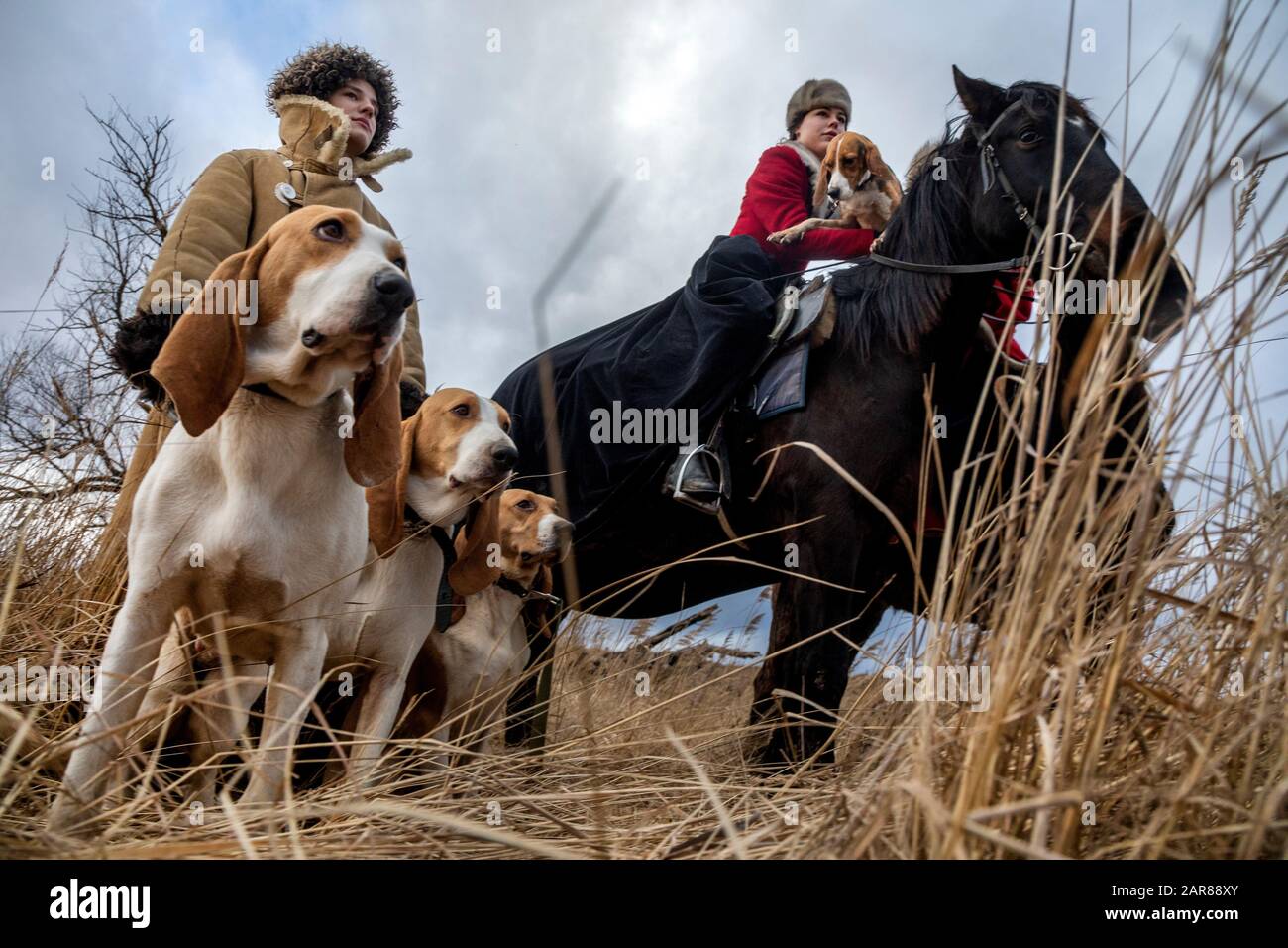 Hunters with hunting dogs (breed Swiss hound) during the Russian hare hunt Stock Photo