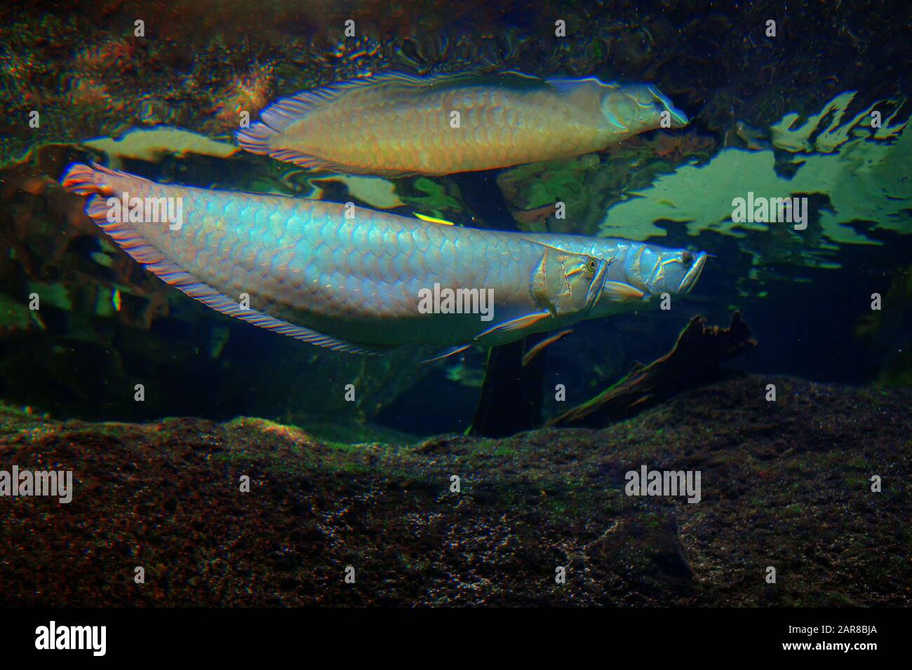 Silver Arowana freshwater bony fish Stock Photo - Alamy