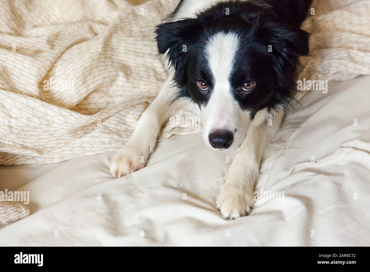 Why Does My Border Collie Chew On My Blanket