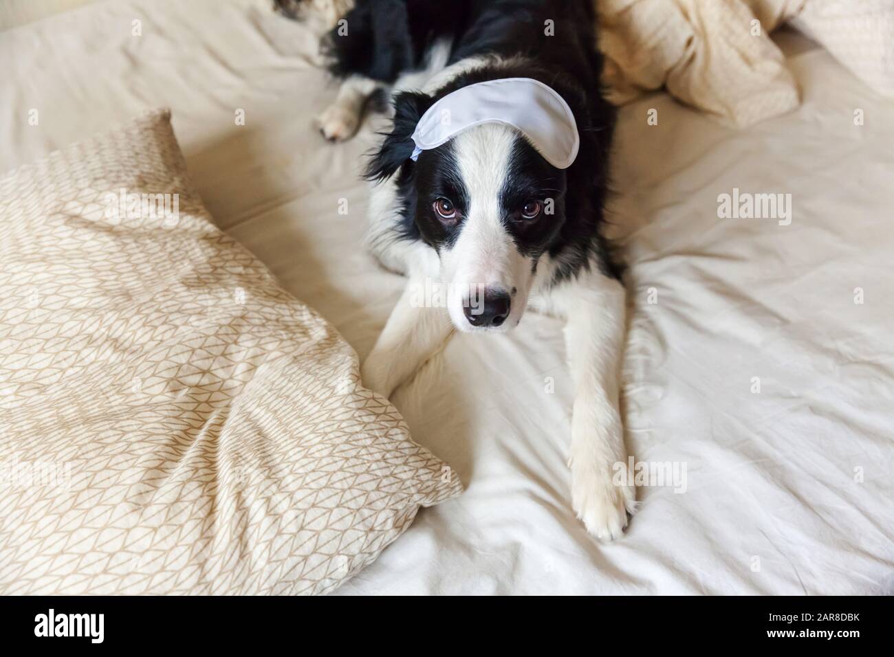 Do Puppies Need A Blanket At Night