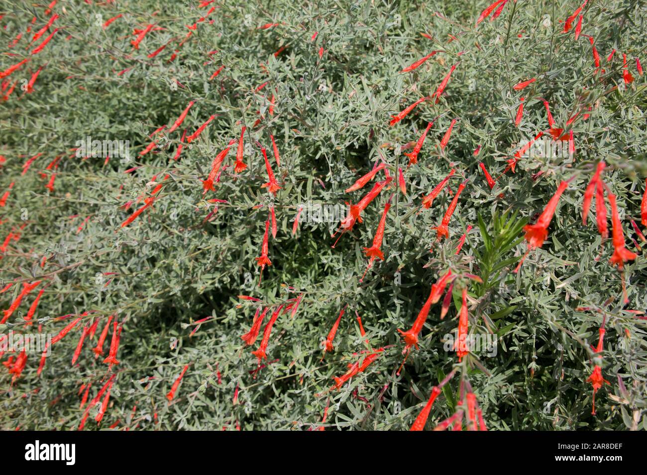 Schmalblättrige Kolibritrompete (Epilobium canum ssp. angustifolium) im botanischen Garten, Bonn, Nordrhein-Westfalen,park,Deutschland Stock Photo