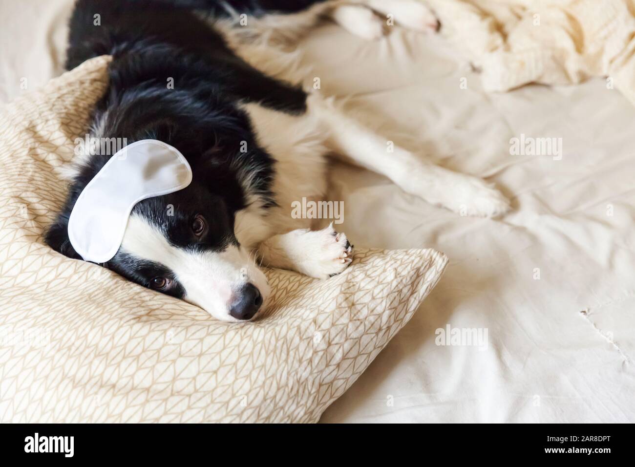 Do Dogs Need A Blanket At Night