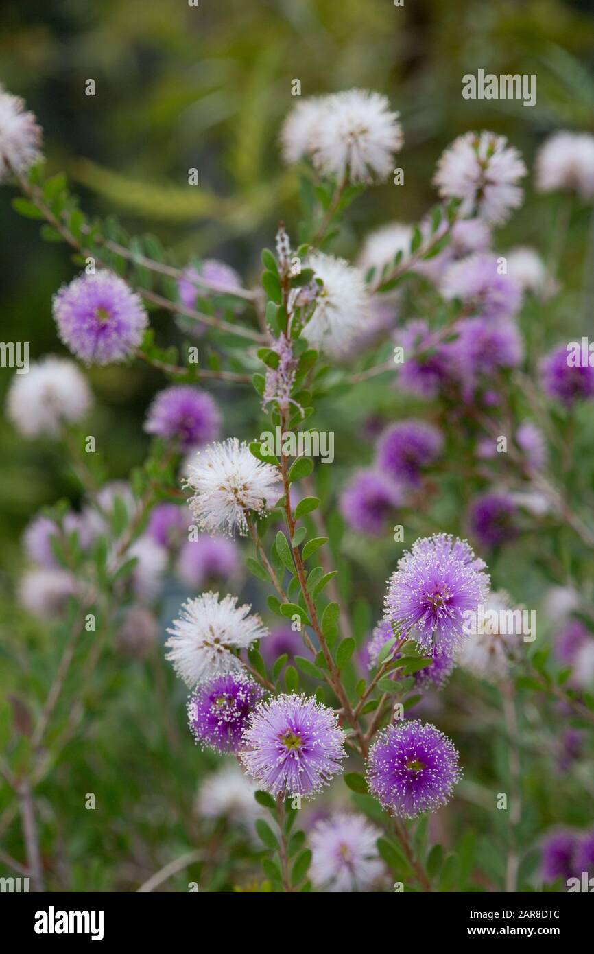 Insel-Myrtenheide (Melaleuca nesophila) - blühende Pflanze im botanischen Garten, Bonn, Nordrhein-Westfalen, Deutschland Stock Photo