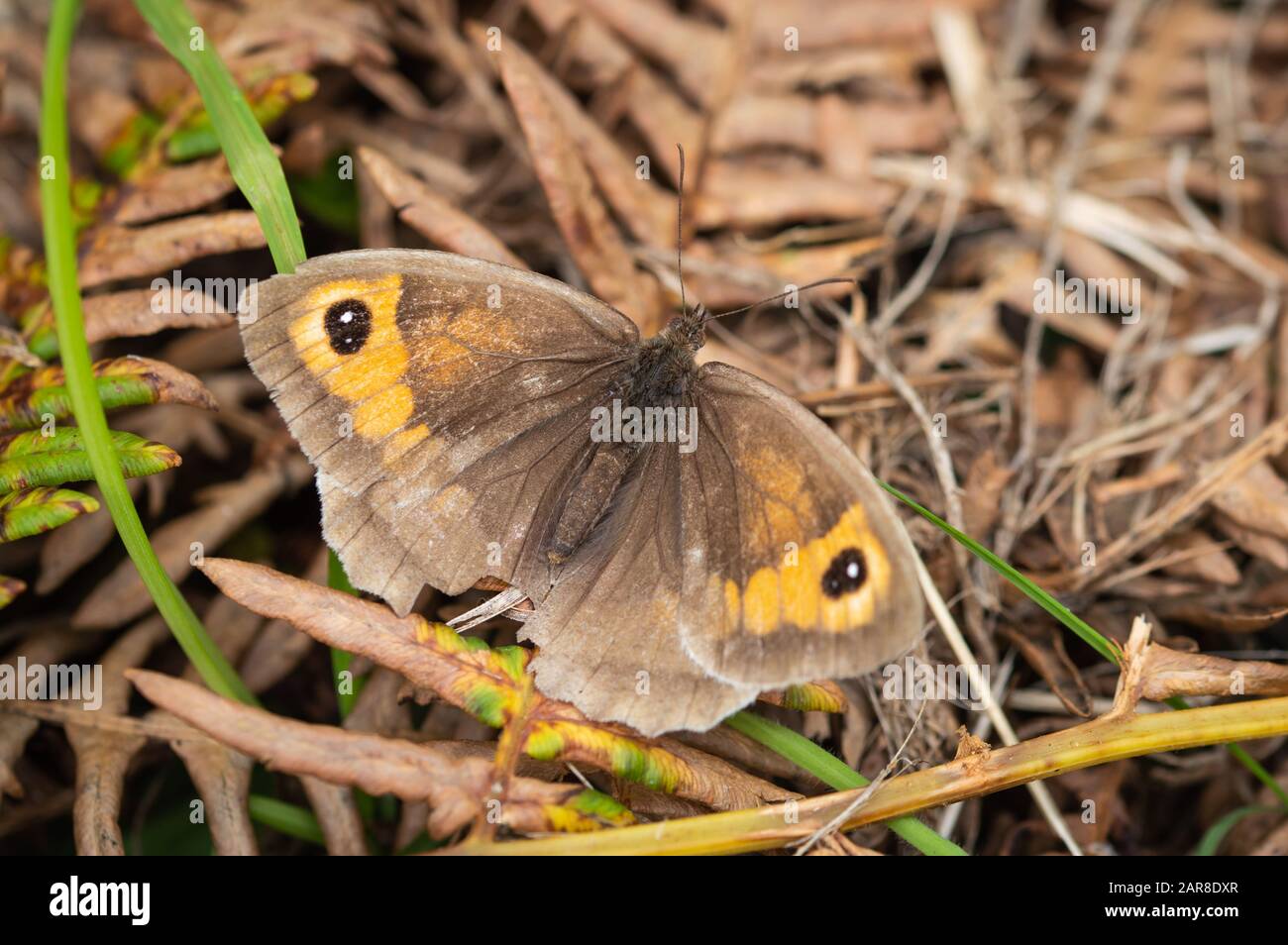 Meadow Brown butterfly on dry vegetation Stock Photo