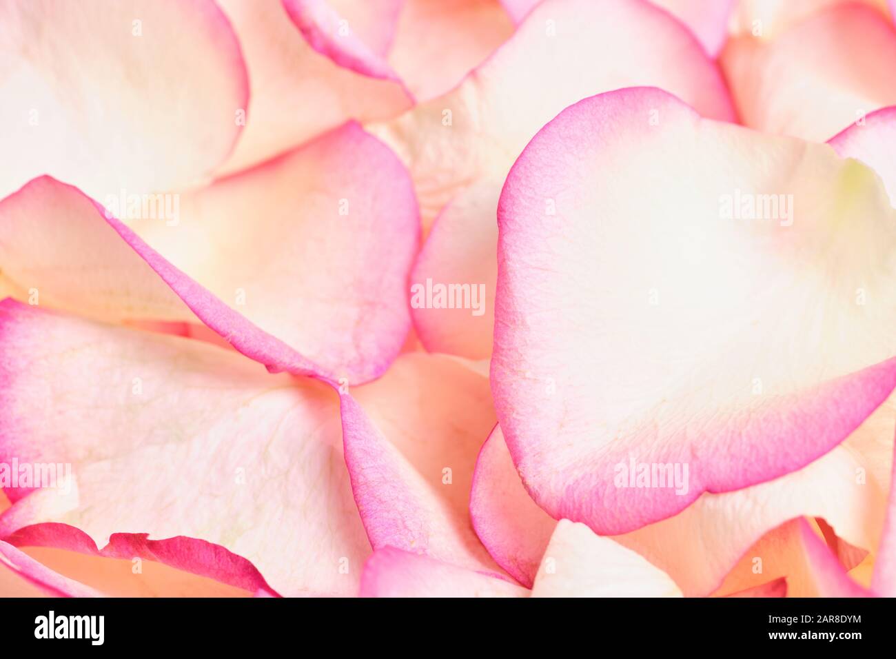 Beautiful pink rose petals hi-res stock photography and images - Alamy