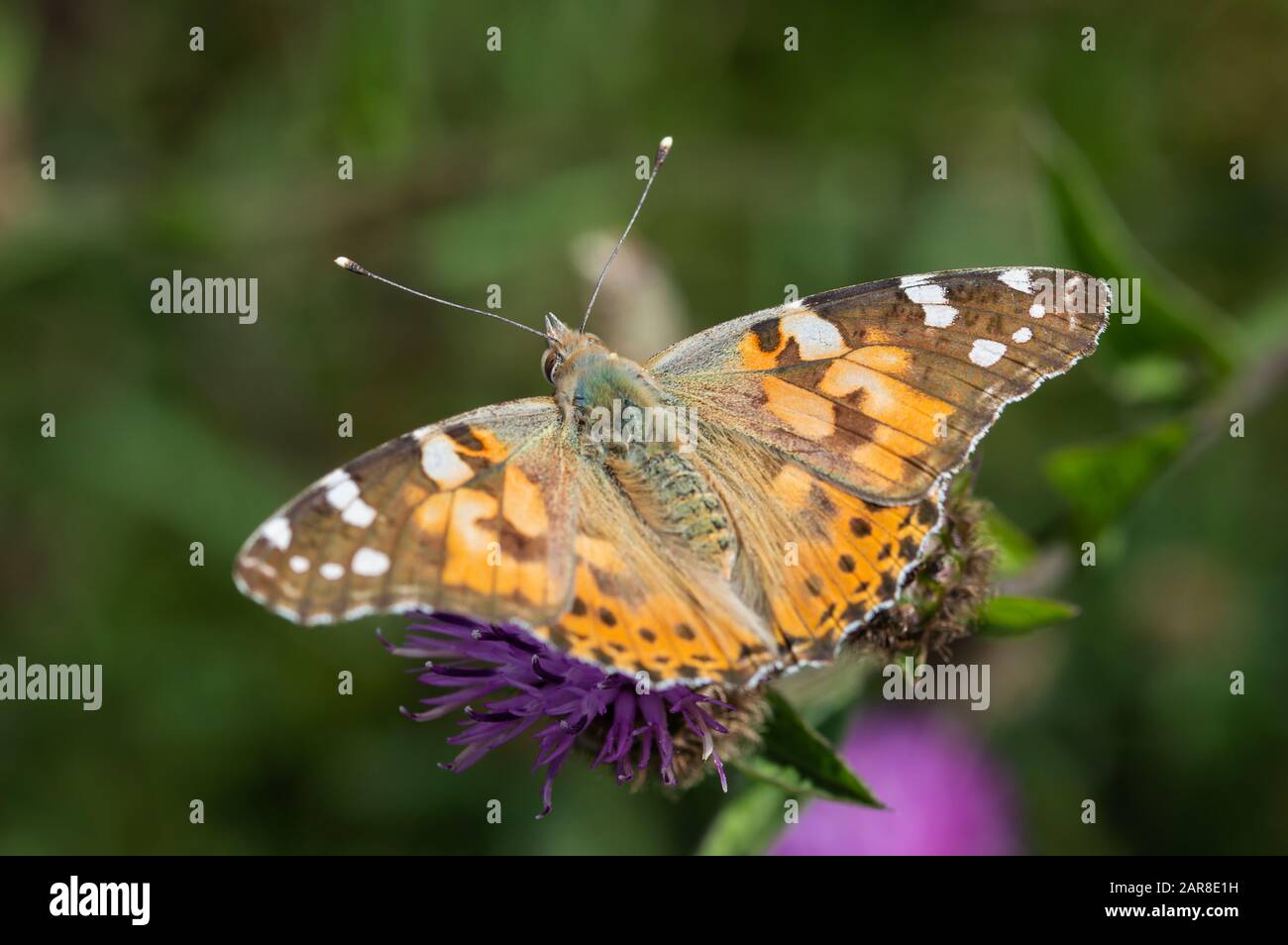 Painted Lady butterfly on Common Knapweed Stock Photo