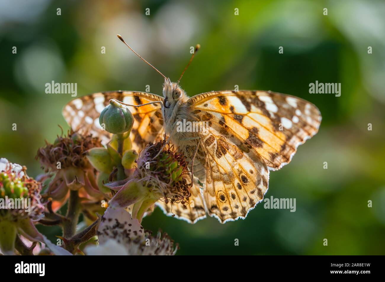 Painted Lady butterfly seen from underneath Stock Photo