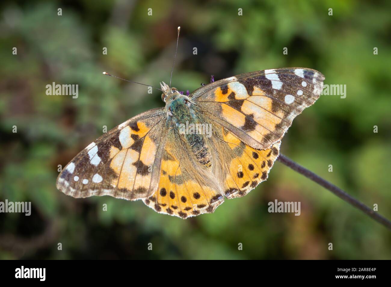 Painted Lady butterfly with a blurred background Stock Photo