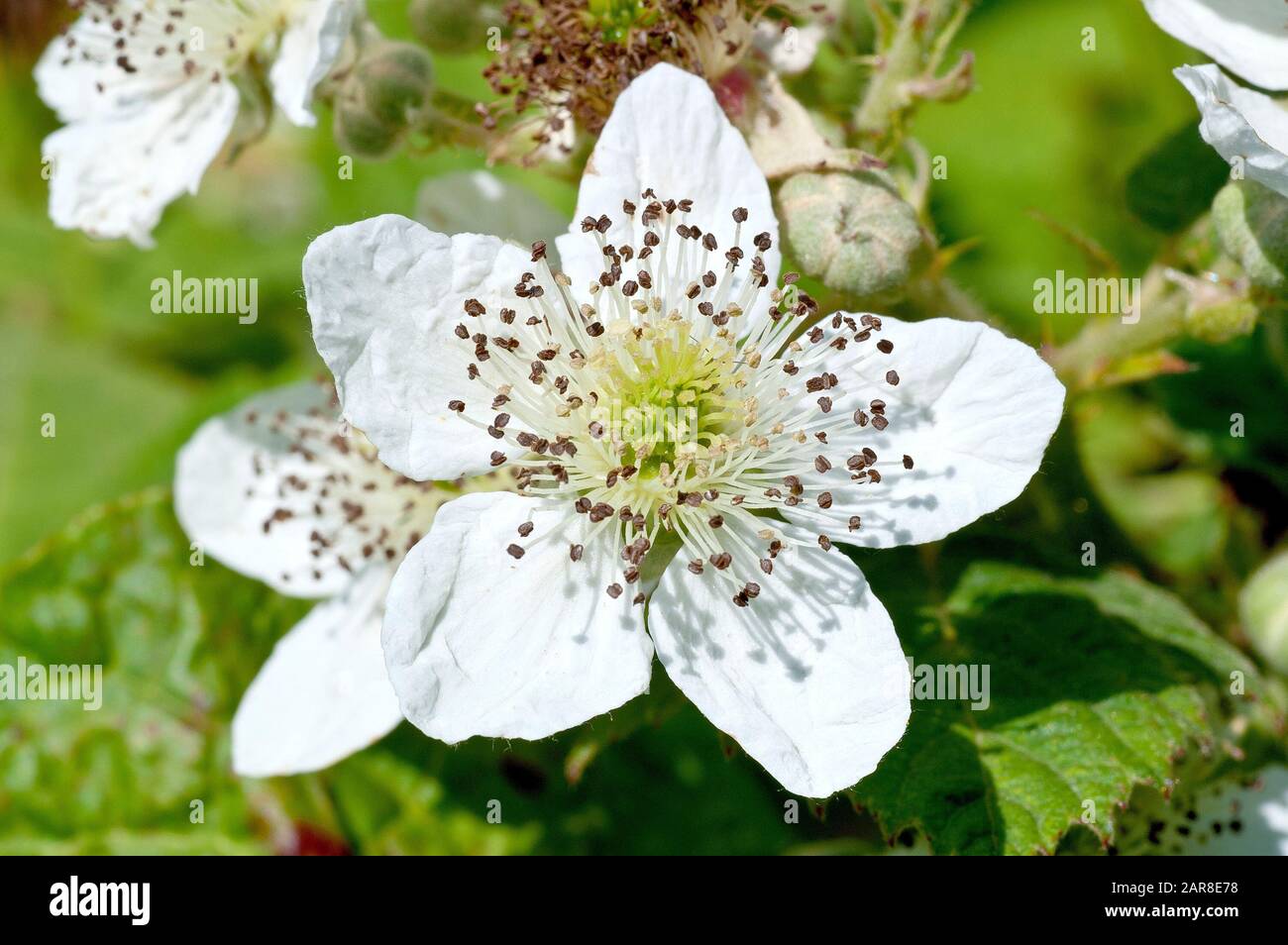 Bramble or Blackberry (rubus fruticosus), close up of a single fully open flower showing detail of the stigma and stamens. Stock Photo