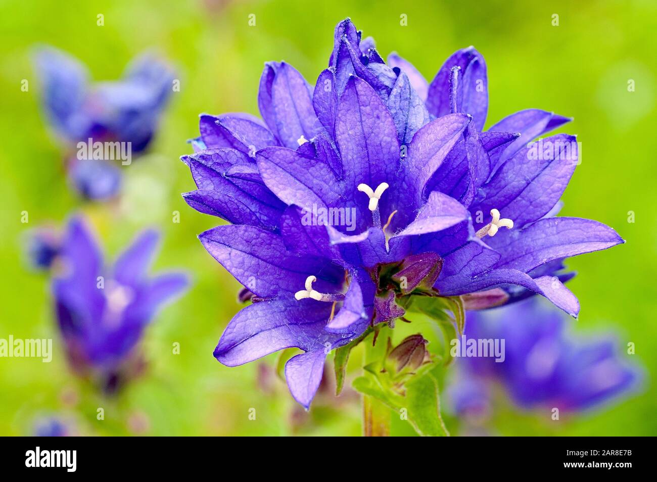 Clustered Bellflower (campanula glomerata), close up of a single flower head with others in the background. Stock Photo