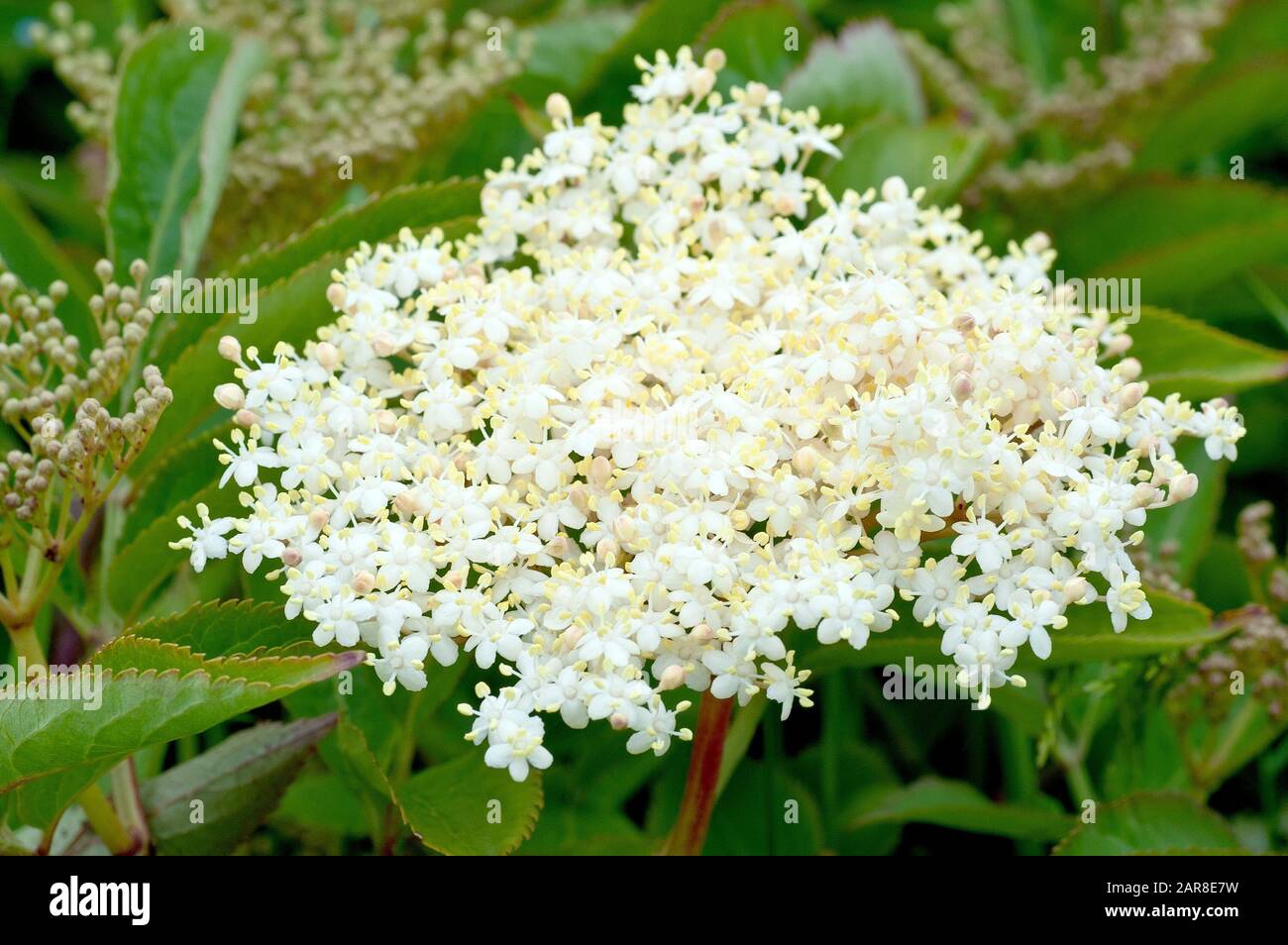 Elder Elderflower Or Elderberry sambucus Nigra Close Up Showing A Elder Elderflower Or Elderberry sambucus Nigra Close Up Showing A