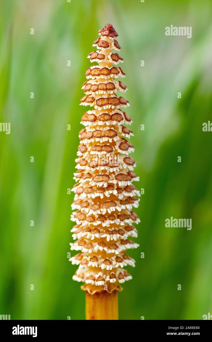 Field Horsetail (equisetum arvense), close up of the primitive looking flowering spike of the plant. Stock Photo
