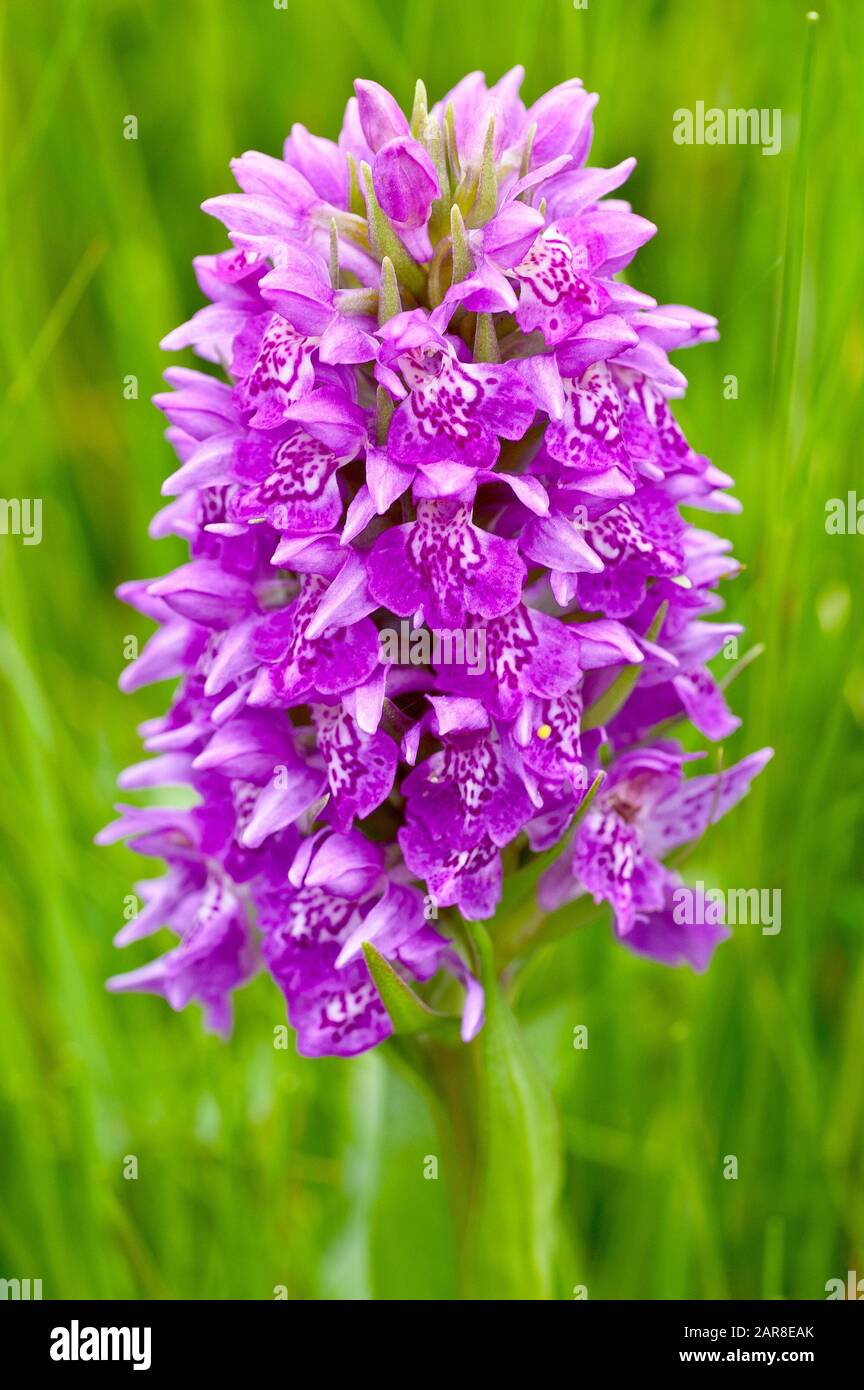 Northern Marsh Orchid (dactylorchis purpurella or dactylorhiza purpurella), close up of a single plant in full flower. Stock Photo
