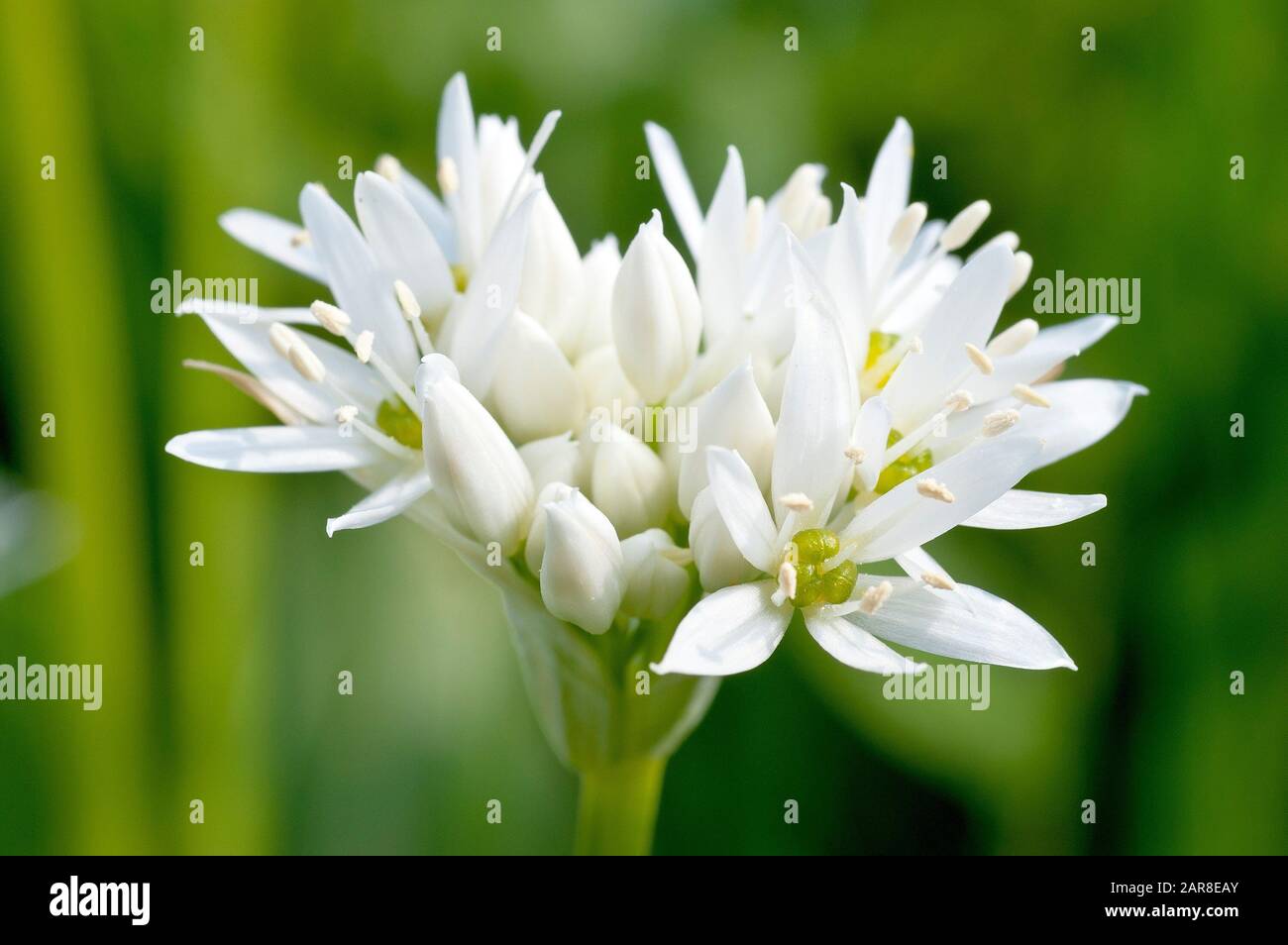 Ramsons Or Wild Garlic Allium Ursinum Close Up Of A Solitary Flower Head Showing The Flowers Bursting Forth Stock Photo Alamy Ramsons Or Wild Garlic Allium Ursinum Close Up Of A Solitary Flower Head Showing The Flowers Bursting Forth Stock Photo Alamy