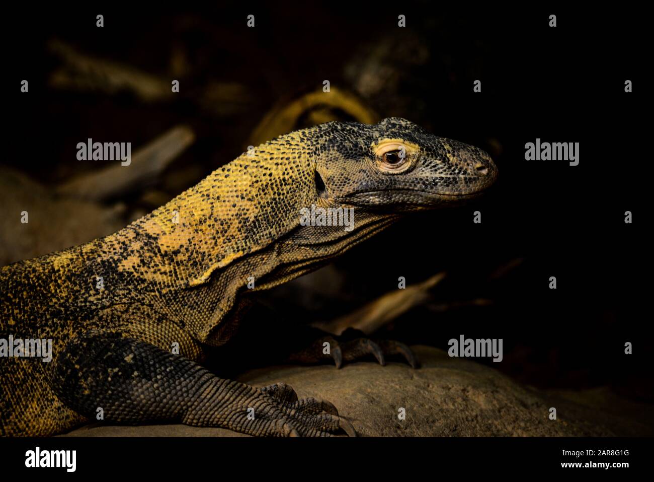Handsome Komodo Dragon Stock Photo