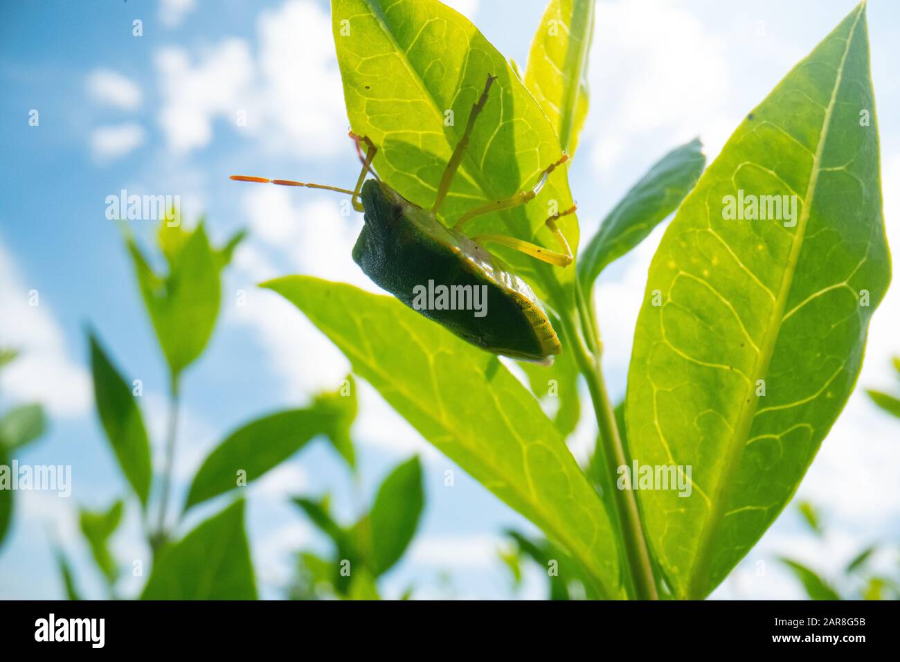 green beetle on a leave with blue sky background, super macro beetle image, wildlife macro background Stock Photo