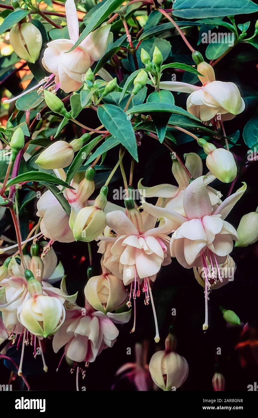 Close up view of Harry Gray fuchsia flowers. A double rose white upright & trailing deciduous fuchsia. Ideal for hanging baskets and containers Stock Photo