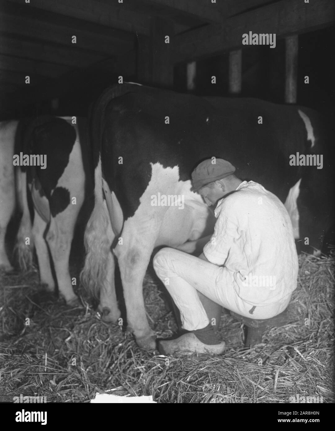 Milking cows Black and White Stock Photos & Images Alamy