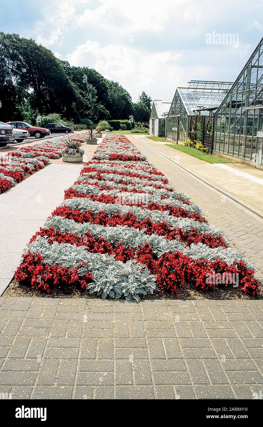 Abstract flower pattern in flowerbeds made with  rows of Begonia semperflorens and Senecio. Ideal summer bedding for display and pattern making Stock Photo