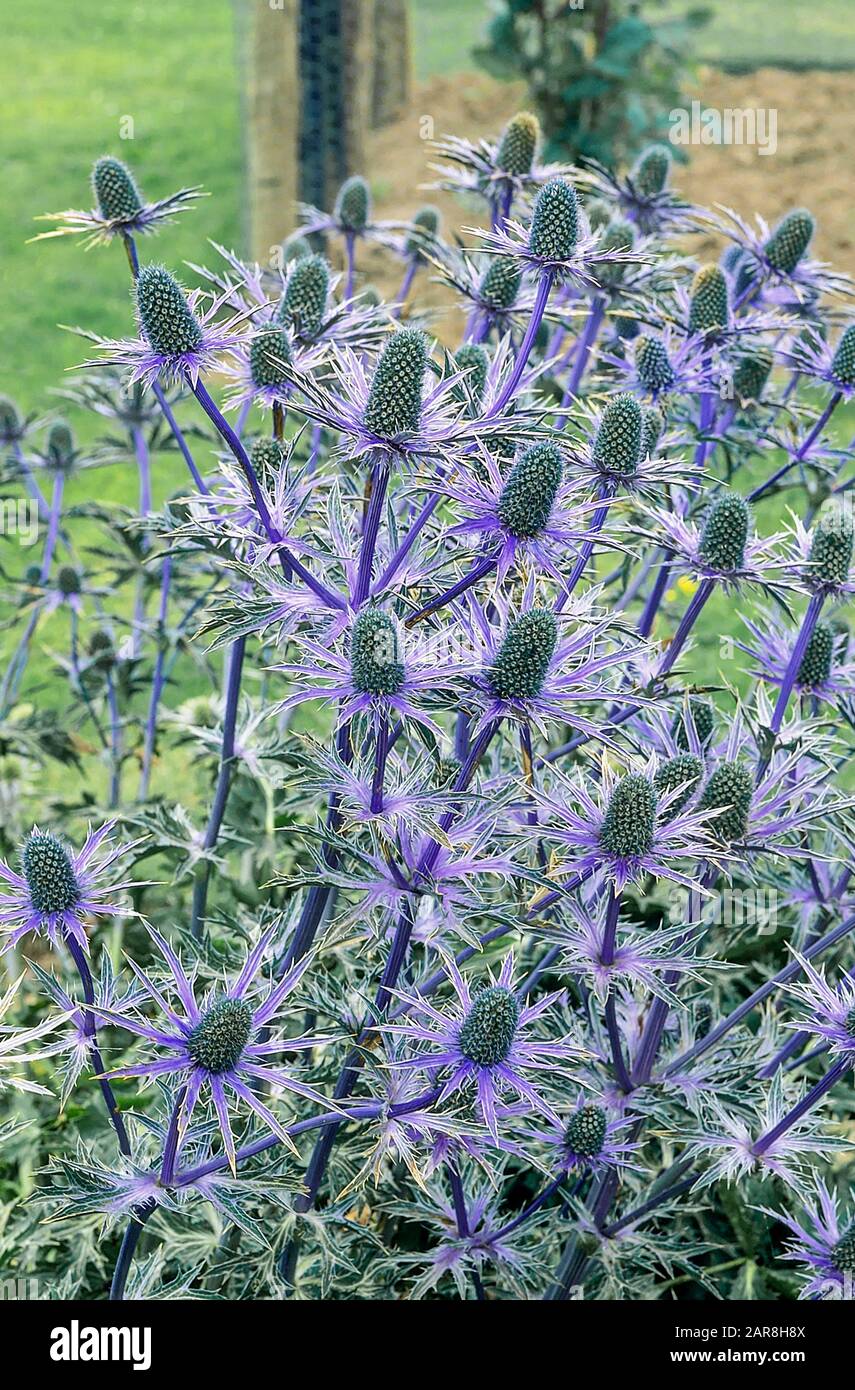 Bed of Eryngium bourgati in full flower also called Sea Holly and is a herbaceous perennial that is fully hardy  Will grow in poor soil Stock Photo