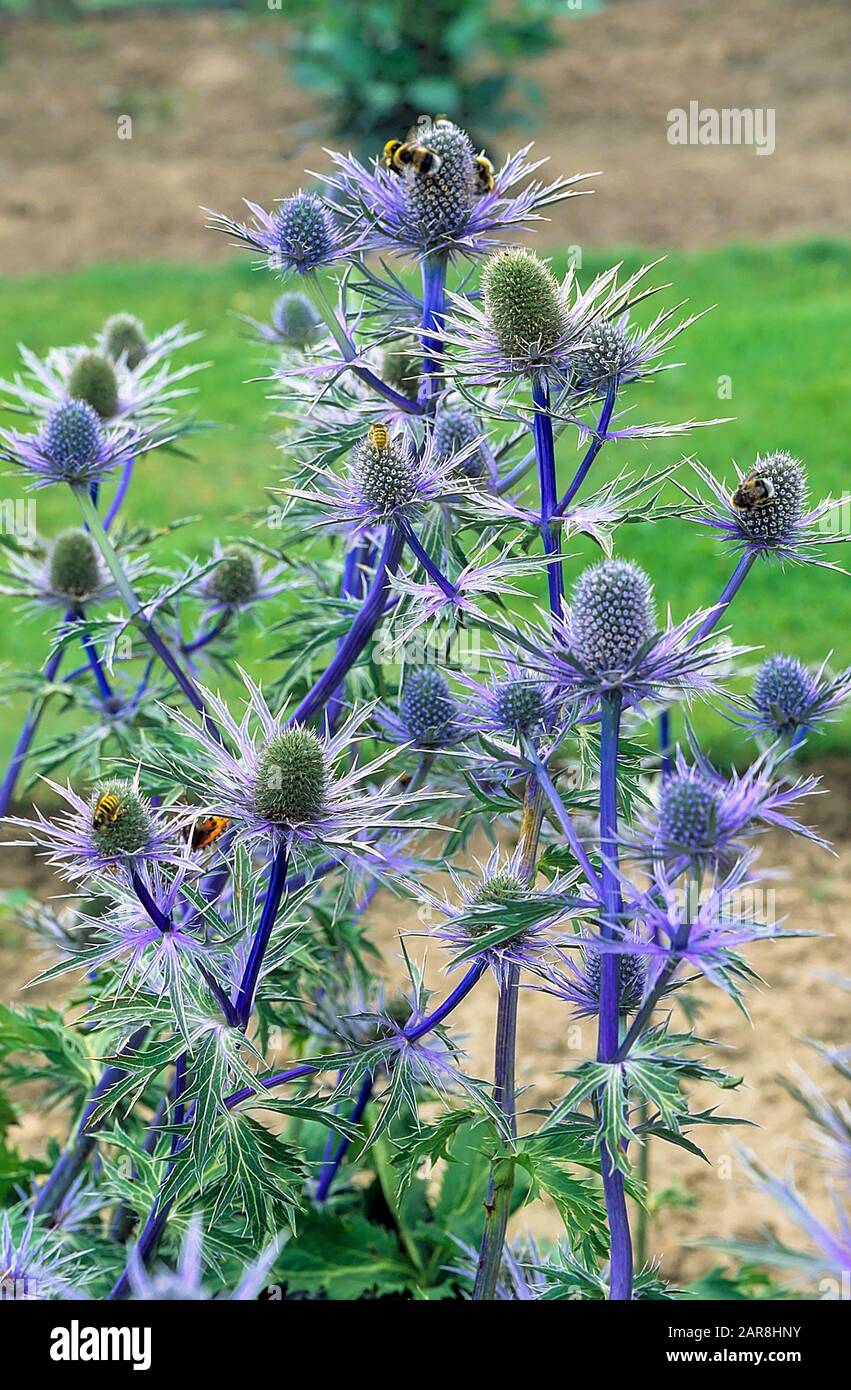 Bed of Eryngium alpinum Holden Blue in full flower also called Sea Holly and is a herbaceous perennial that is fully hardy  Will grow in poor soil Stock Photo