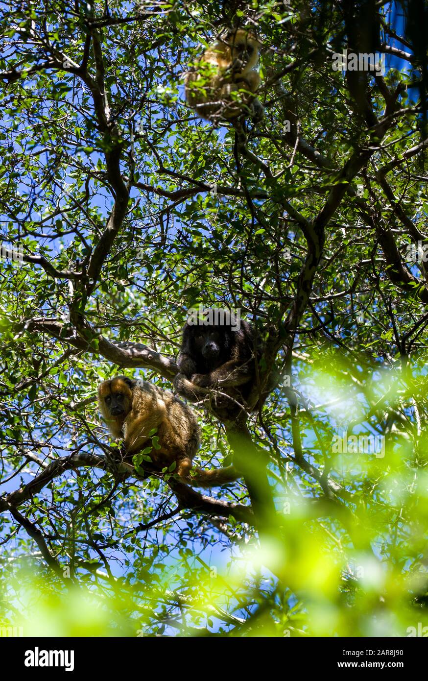 Wild Black and Gold howler monkey up in trees Stock Photo