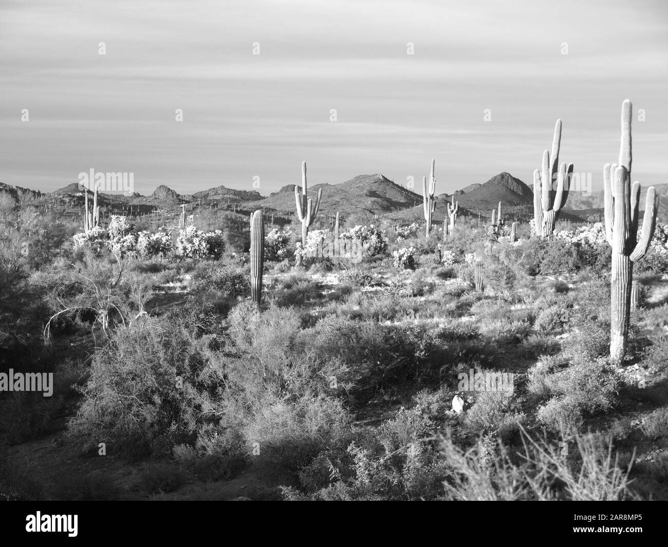 Black and White Arizona desert scene near Mesa, Arizona. Tall Saguaro cactus dominate the landscape at sunset. Stock Photo