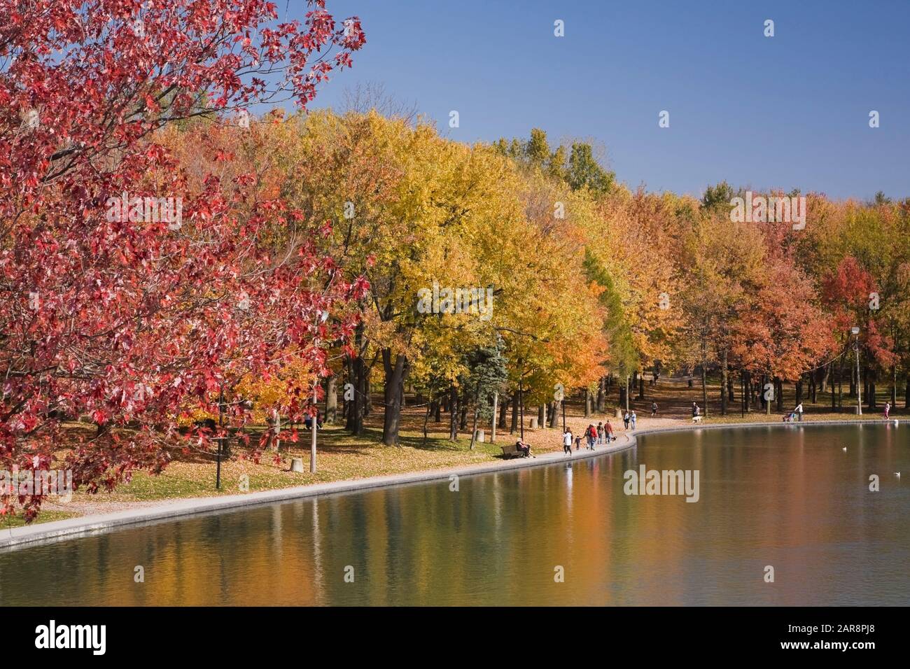 Red and orange Acer Maple trees at Lac des Castors 