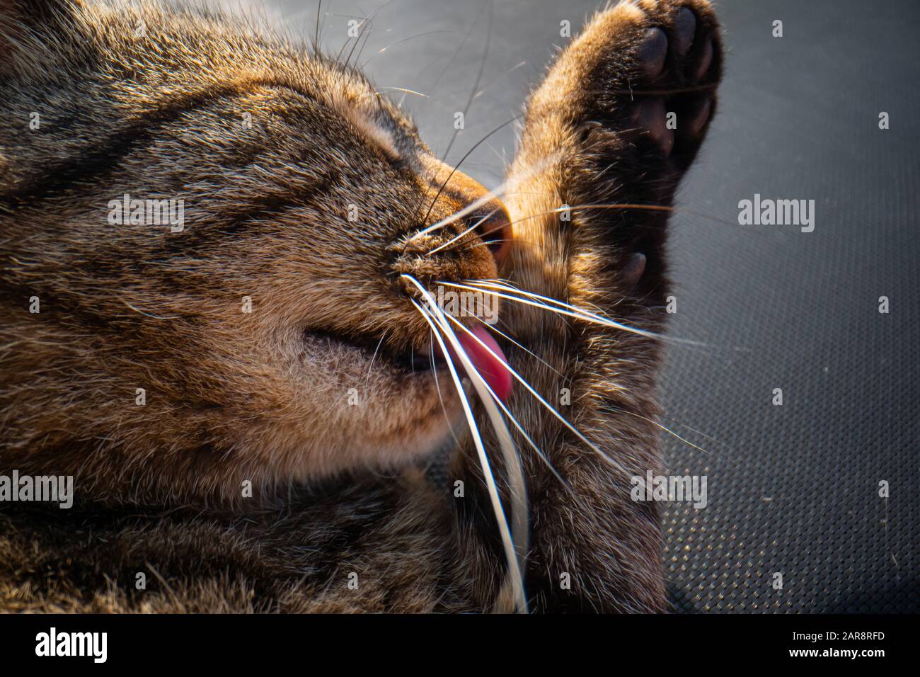 cat licks his paw, Cat tongue after eating ,lovely cat licking his paw